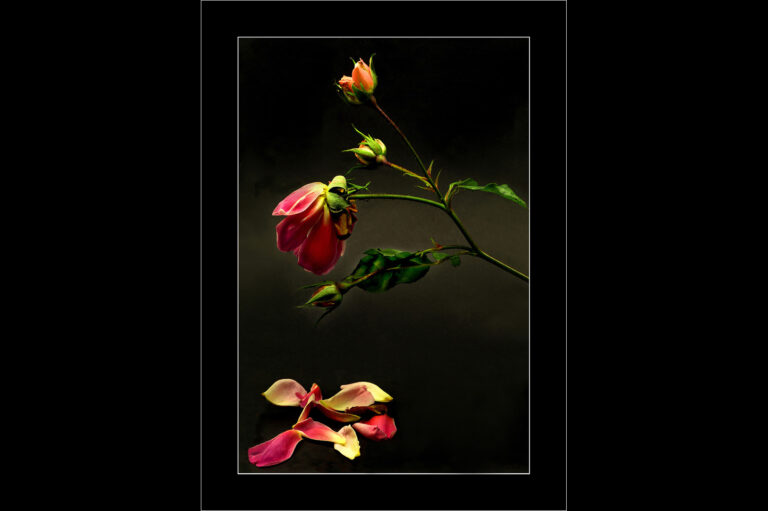 Rosenknospe 1