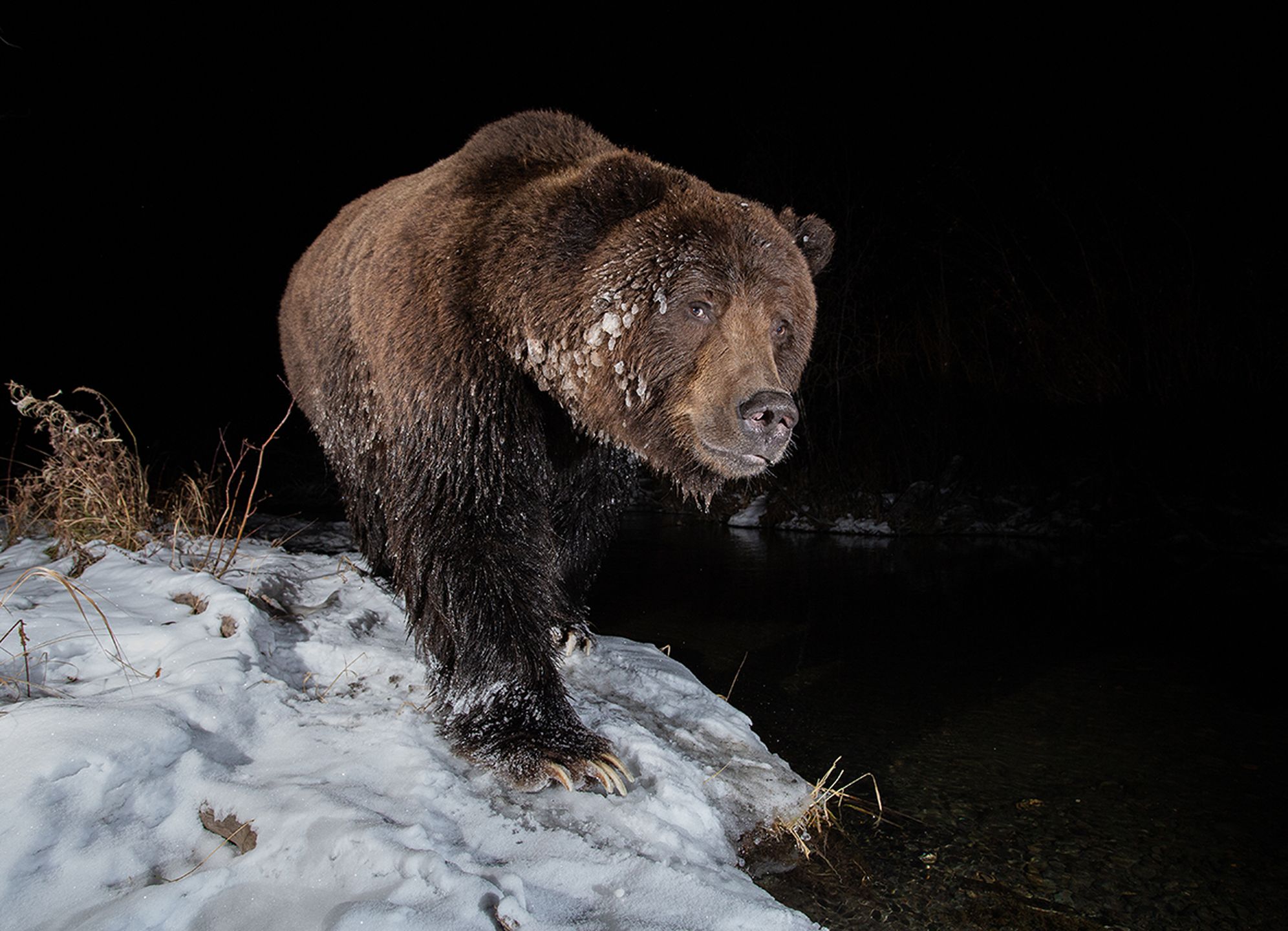 reynaud geoffrey wildlife photographer of the year