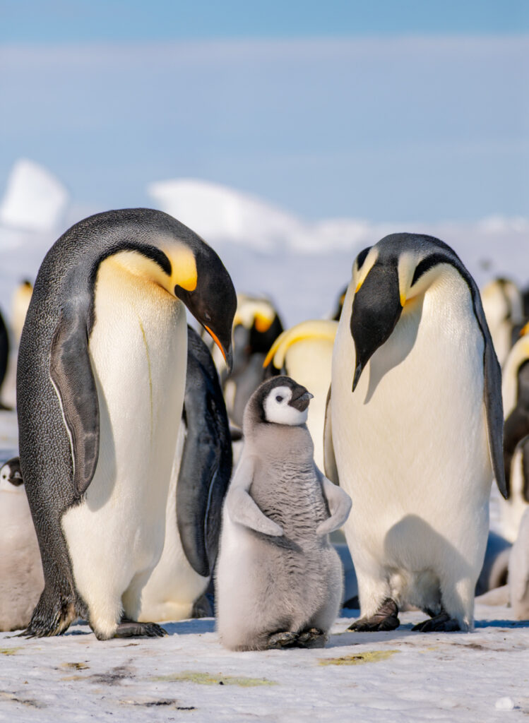 Kaiserpinguinfamilie 1