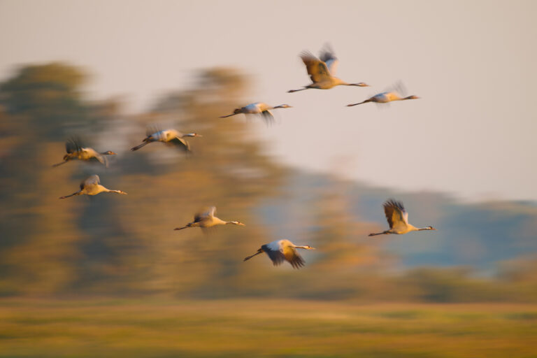 Abflug in den Sueden sbe klein 1
