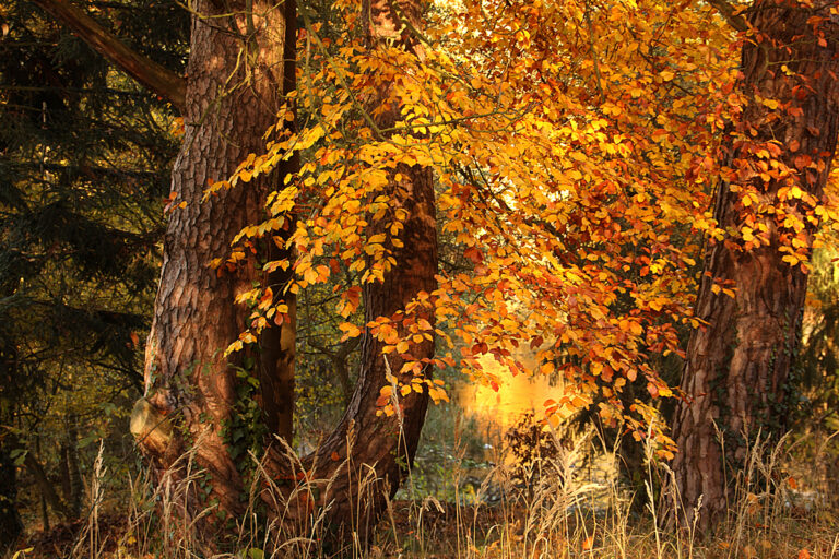 1 Herbst am Petersweiher