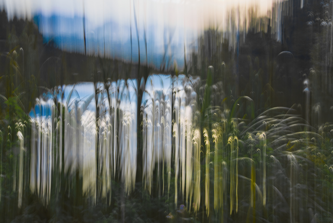 Bilder des Monats: 2025 6 Dorfteich