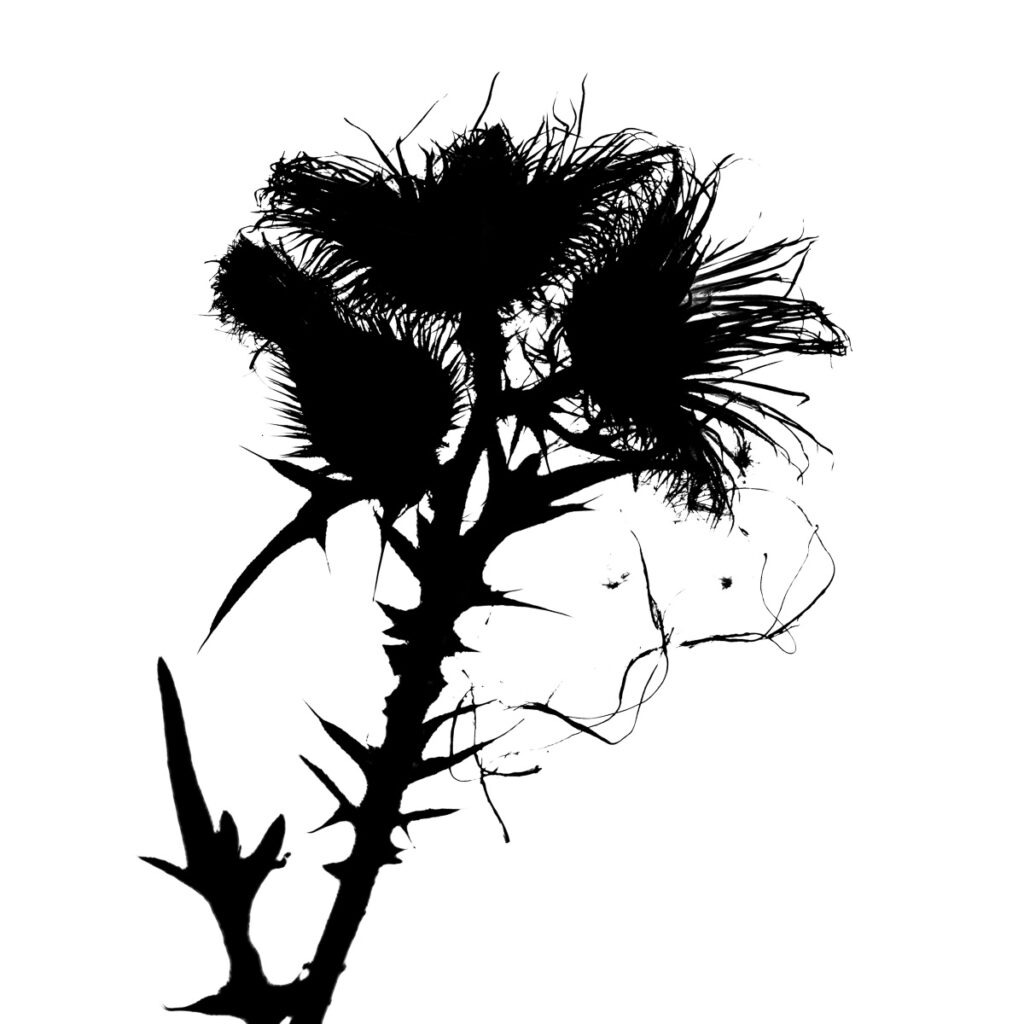 2026 5 Distel