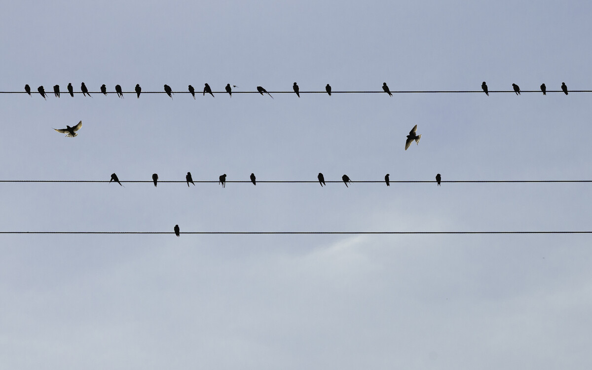 Wettbewerbsbeitrag